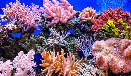 Вы знали, что SPF-кремы опасны для кораллов и дельфинов?